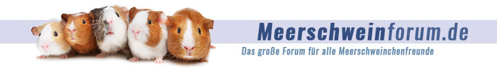 Meerschweinforum